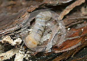 Long horn beetle, Cerambycidae larva on pine wood