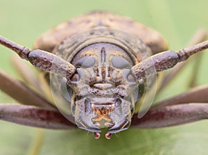 Long horn beetle face images