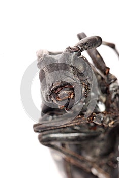 Long horn beetle head