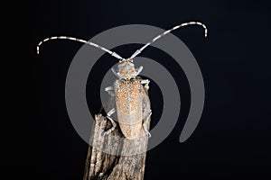 Long Horn Beetle at Night