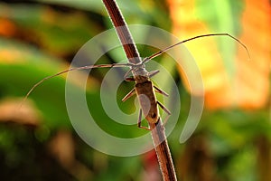 Long horn beetle