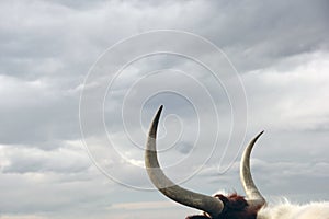 Long Horn Bull looking to Cloudy Sky, grab bull by horns