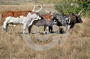 Long horn Cattle