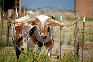 Long horn cow