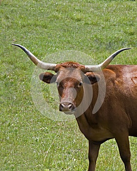 Long Horn Cow