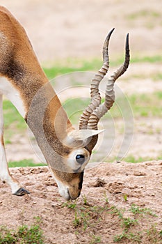 Long horn deer seek a livelihood on the grass