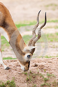 Long horn deer seek a livelihood on the grass photo