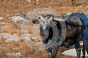 Long horn steer closeup in winter ranch pasture