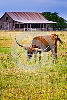 Long horn steer on a Texas rural road