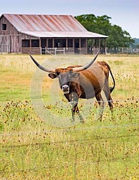 Long horn steer on a Texas rural road