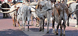 Long horn steers at Fort Worth Stockyards photo