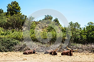 Long Horned Ankole Cows Resting in Sigean Wildlife Safari Park in France