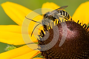 Long-horned Bee - Genus Melissodes