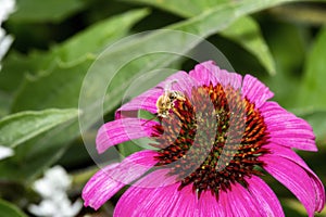 A Long-horned Bee in the Genus Melissodes Famnily Apidae Gathers Pollen on a Bright Magenta Flower photo