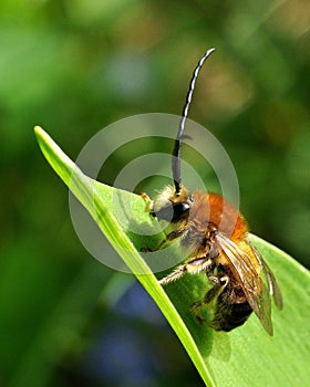 Long Horned Bee male