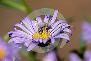 Long Horned Bee rising out of Purple Aster Flower Bloom