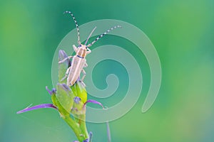 Long-horned beetle