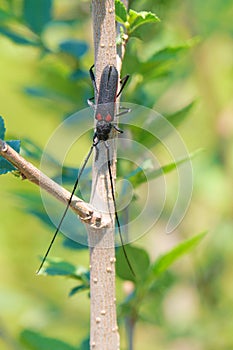 Long-horned beetle