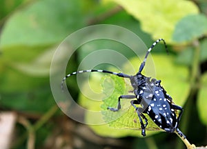 Long-horned beetle