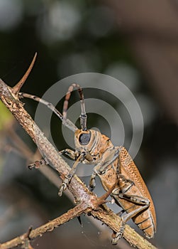 Long Horned beetle