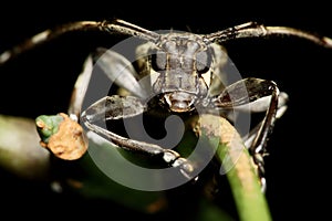 Long-horned Beetle