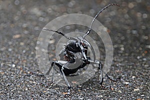 Long-horned beetle Beautiful Black insect Close-up