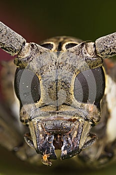 Long-horned beetle face