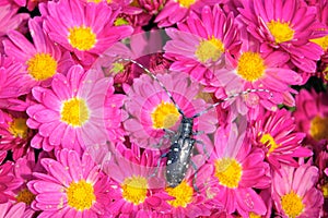 Long-horned beetle and flower