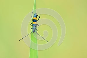 Long-horned beetle on leaf