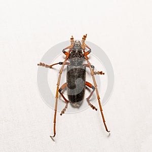 Long-horned beetle or mango bark borer beetle