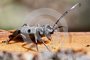 Long horned beetle