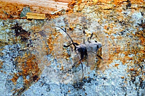 Long-horned beetle (Morinus funereus asper) photo