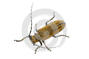 Long-horned beetle on white