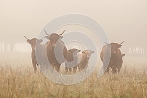 Long horned cattle in the morning mist