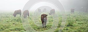 long horned cows on foggy morning in regional park between rouen and le havre in northern france