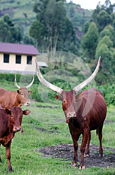 Long horned cows of the Masisi photo