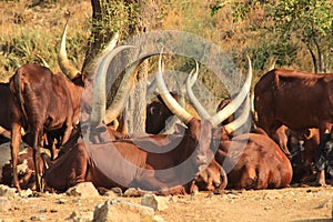 Long horned Cows in Uganda