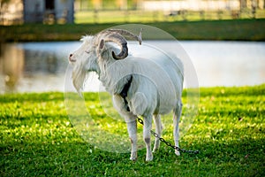 Long horned goat grazing on green meadow on sunny autumn day