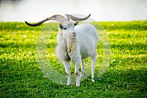 Long horned goat grazing on green meadow on sunny autumn day