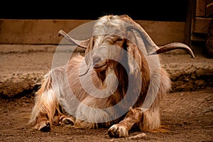 Long-Horned Goat