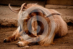 Long-Horned Goat