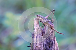 Long-horned grasshopper