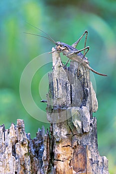 Long-horned grasshopper