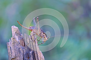 Long-horned grasshopper