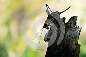 Long-horned grasshopper