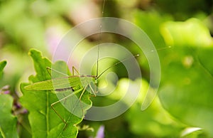 Long-horned grasshopper