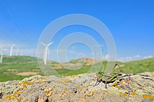 Long-horned grasshopper