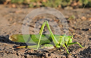 Long-horned grasshoppers