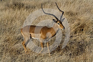 Long-horned impala male, Kenya