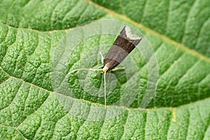 Long horned moth, Crocanthes glycina, Satara, Maharastra